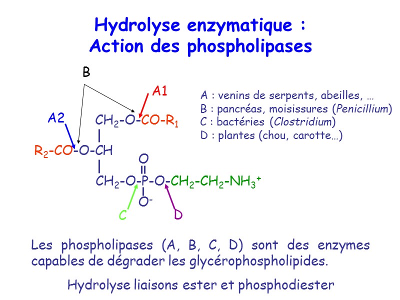 A1 D C A2 Hydrolyse liaisons ester et phosphodiester B Hydrolyse enzymatique : Action